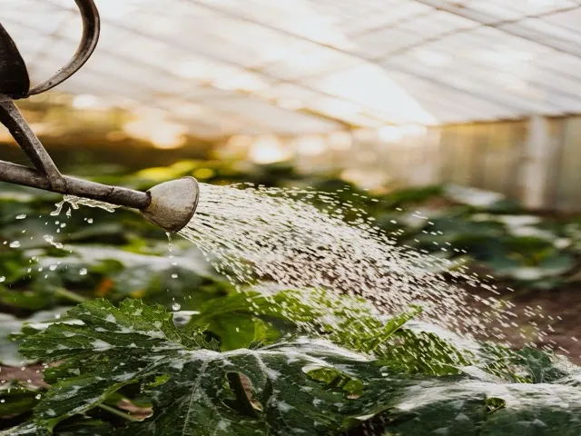 Locsolókanna vízsugara zöld növényeket öntöz az üvegházban
